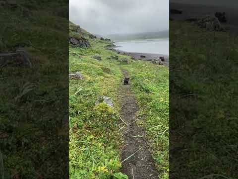 Video: Hornstrandir բնության արգելոց. Ամբողջական ուղեցույց