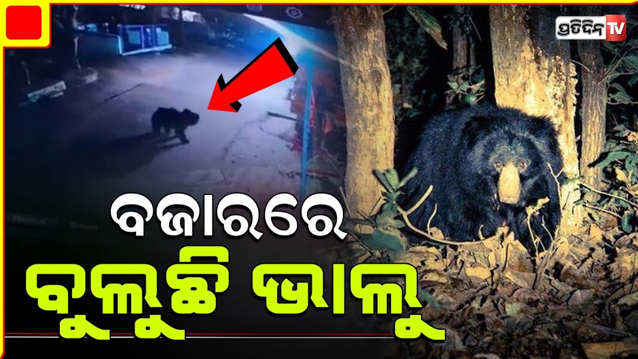 ବଜାର ଦାଣ୍ଡରେ ବୁଲୁଛି ଭାଲୁ, ଭୟଭୀତ ଅବସ୍ଥାରେ ସ୍ଥାନୀୟ ଲୋକେ