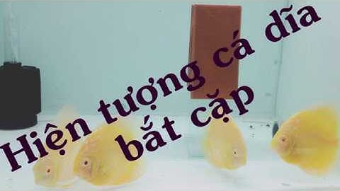 Cá  dĩa bắt cặp | Cá dĩa vàng Albino | La Hoàng Vũ Official [VIDEO 4K]