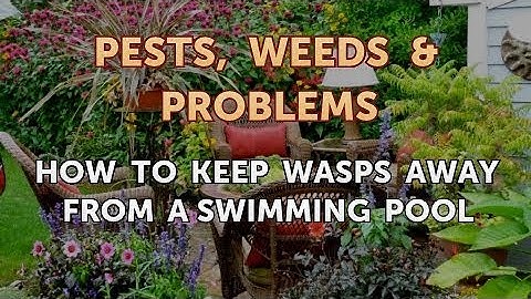 How to Keep Wasps Away From a Swimming Pool