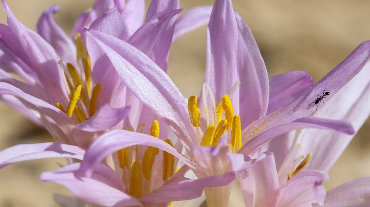סתוונית הקליפות שמורת הר הנגב 🥀 Colchicum tunicatum  Negev Desert