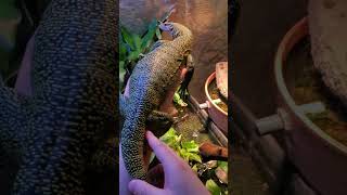 Picking up and petting my tame mangrove monitor lizard