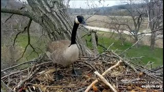 EXPLORE.org Decorah Eagles: A new pair of geese at N2B \/ The new eagles. 29 Apr-2 May 2022