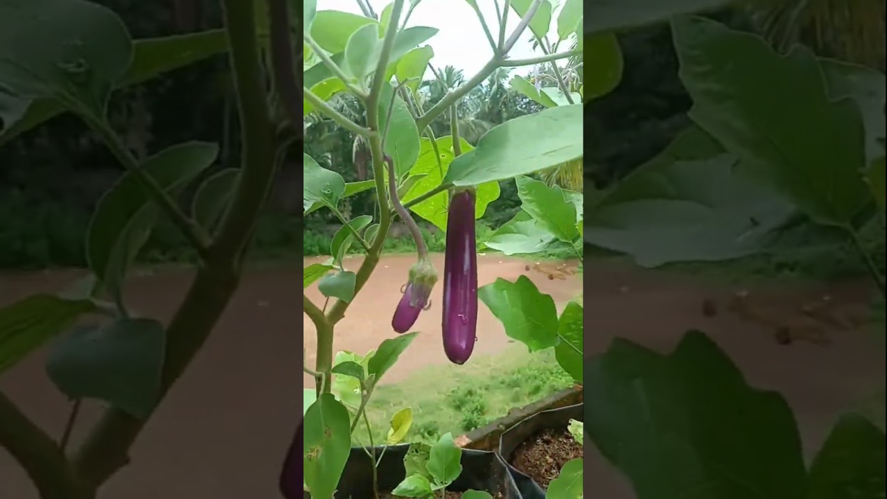 purple long brinjal/eggplant in grow bag🍆💜day 8-110