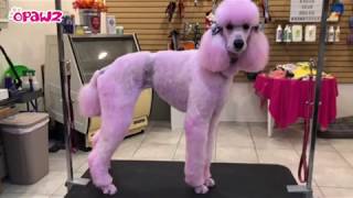 OPAWZ Color Shampoo - Easy Coloring Application For Your Pet