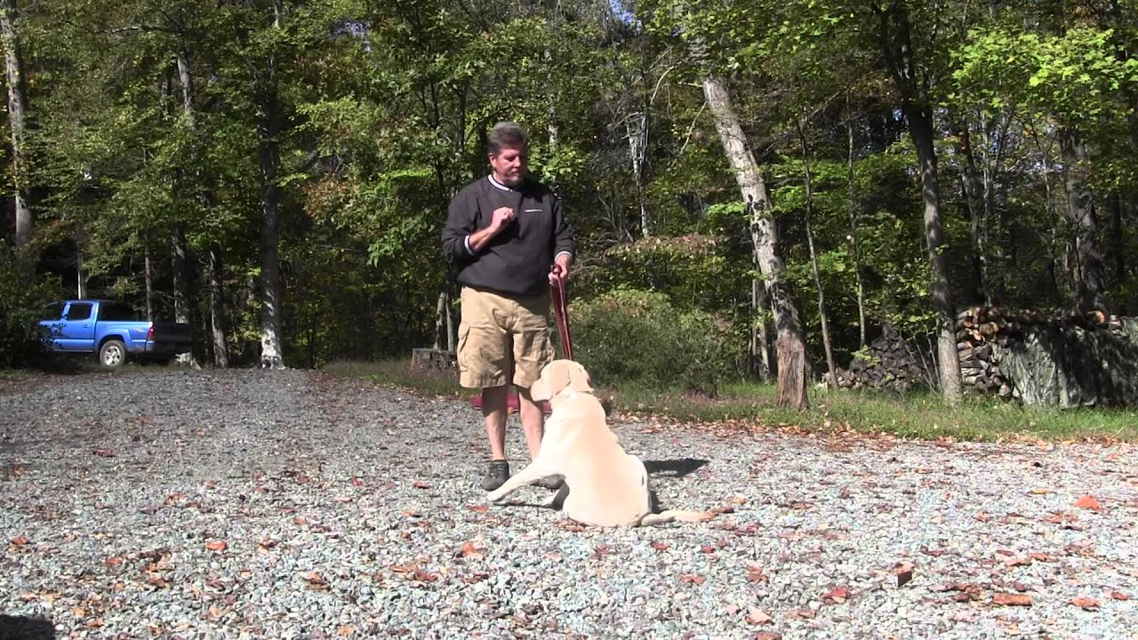 Jackson White Lab Puppy Training Greensboro NC YouTube