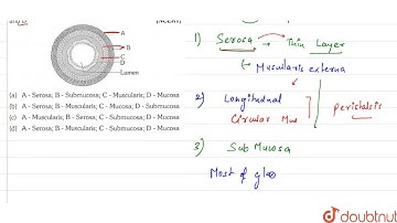 The given diagram inductes the TS of Gut, Identify A, B and C