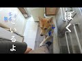 おとうさんの気を引きたいワンジロー