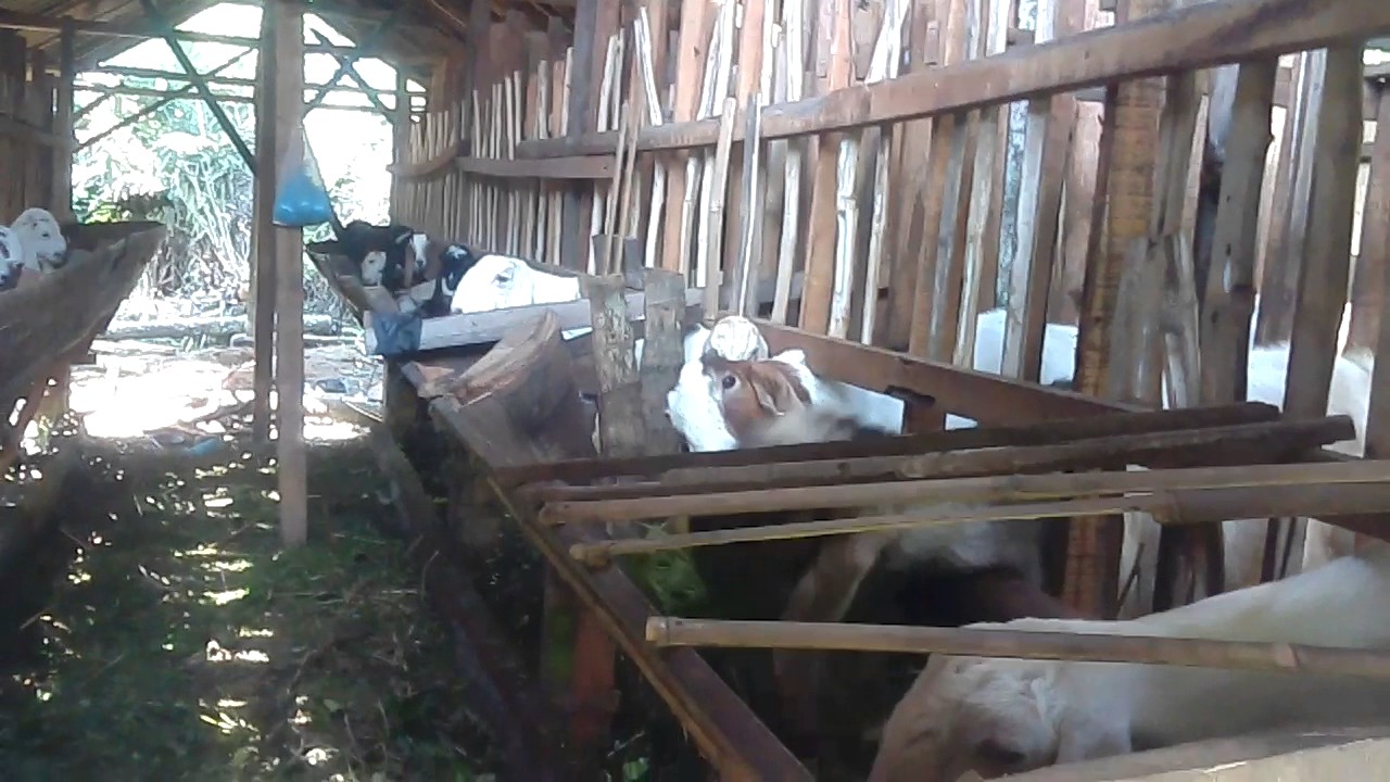 Peternakan Kambing Terbesar Di Jember Jawa Timur YouTube