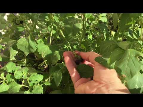 วีดีโอ: ข้อมูล Wonderberry/Sunberry - Wonderberry Growing Tips And More