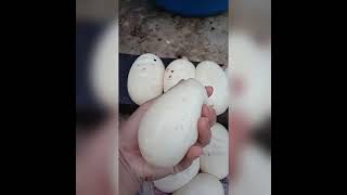 Penampakan Telur Ular