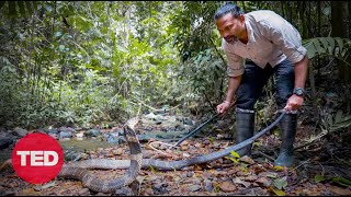 A King Cobra Bite -- And A Scientific Discovery | Gowri Shankar | TED