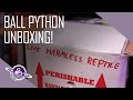 Ball Python Unboxing (Yes, Another One)