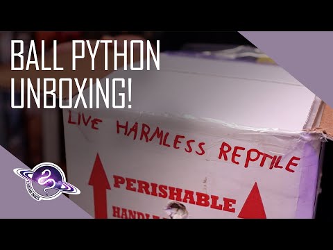Ball Python Unboxing (Yes, Another One)