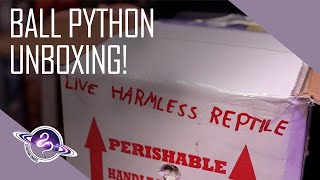 Famous Ball Python Unboxing (Yes, Another One) Wealth