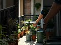 Skyline Greenlight Five A City Dweller's Natural Living Script