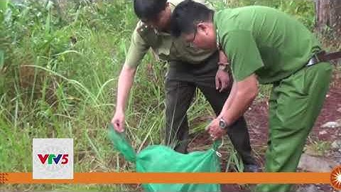 LÂM ĐỒNG: THẢ 7 CÁ THỂ ĐỘNG VẬT HOANG DÃ VỀ TỰ NHIÊN | VTV5