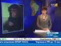 Семейный приют для шимпанзе
