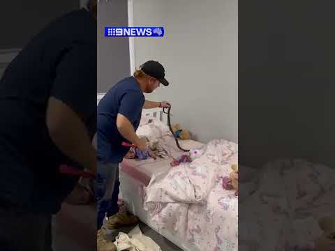 Snake Found In Girl S Bed