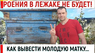 Выводим Вторую Матку В Лежаке. Роения Не Будет!