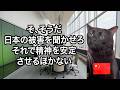 【驚愕の理由】中国を襲ったバッタ1億匹が日本に近寄れない理由とは？#猫マニ #猫ミーム