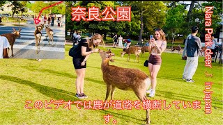 Nara Park deer 🦌 in japan このビデオでは鹿が道路を横断しています。