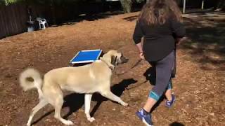 Tazan Anatolian Shepherd