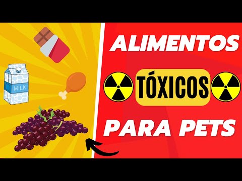 Vídeo: 10 alimentos mais tóxicos para animais de estimação