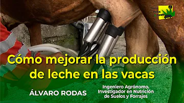 ¿Puede el agua potable aumentar la producción de leche?