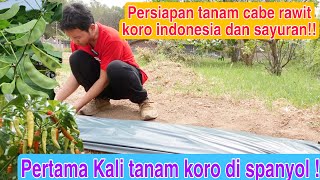 PERSIAPAN TANAM KORO DAN CABE RAWIT DI KEBUN !! PERTAMA KALI MAU TANAM KORO DI SELAMA DI SPANYOL!