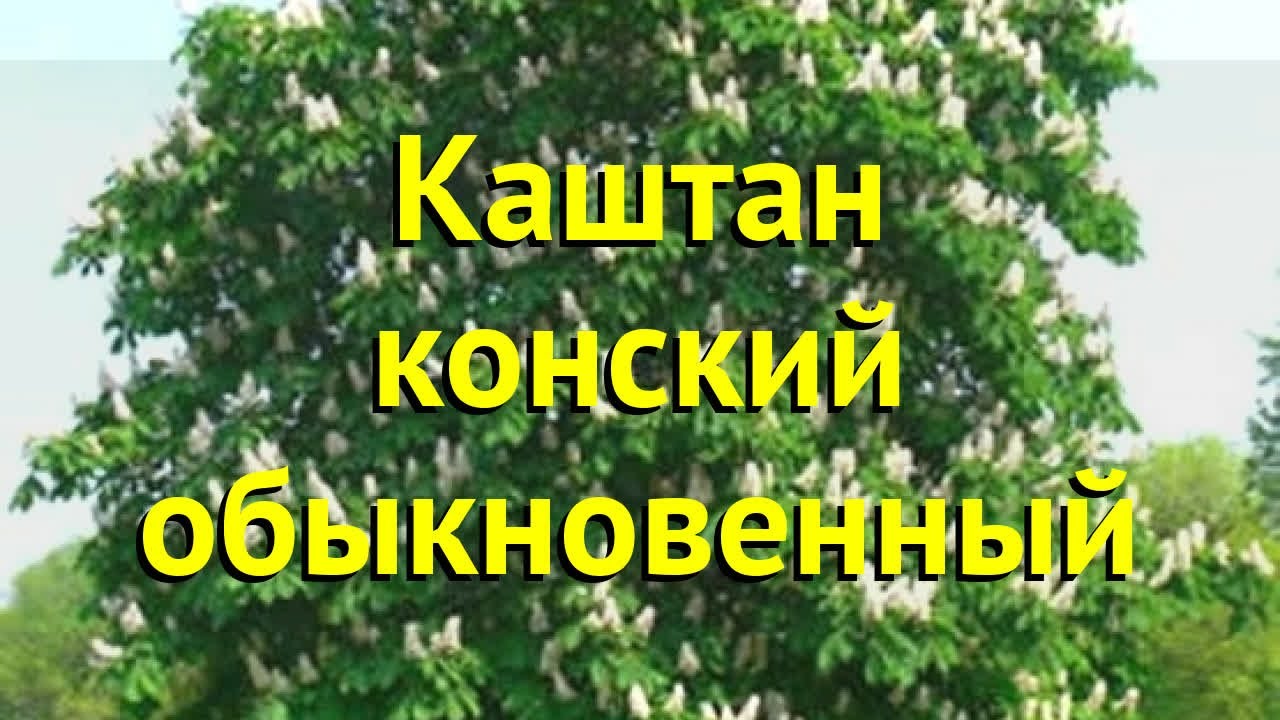 Каштан конский конский обыкновенный. Краткий обзор, описание aesculus hippocastanum обыкновенный