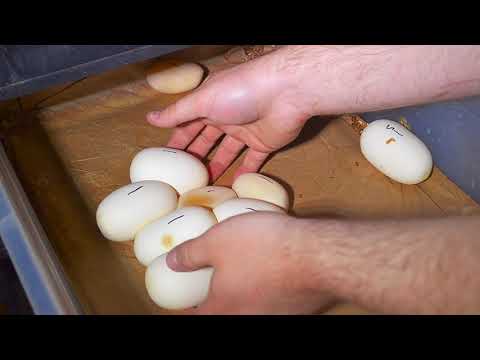 Pulling first Blood Python clutch of the season 2018