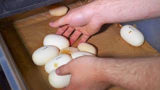 Celebrity Pulling first Blood Python clutch of the season 2018 Profile