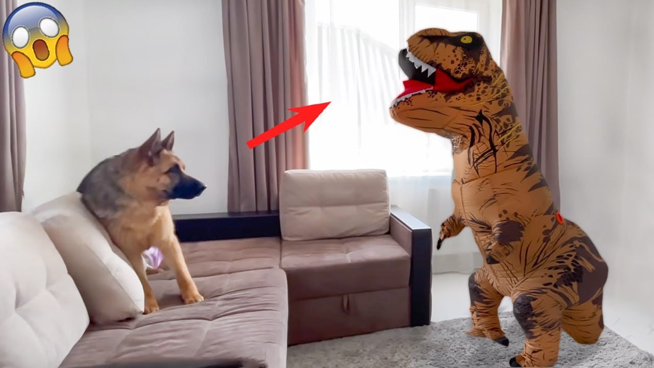 Animals Being Jerks! When Your Funny Dog Gets Angry | Pets Island