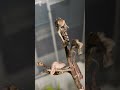 【パンサーカメレオン】 アンビローブ YBBB Furcifer pardalis / Panther chameleon #shortsvideo