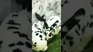 Dalmatian Rex Papilon