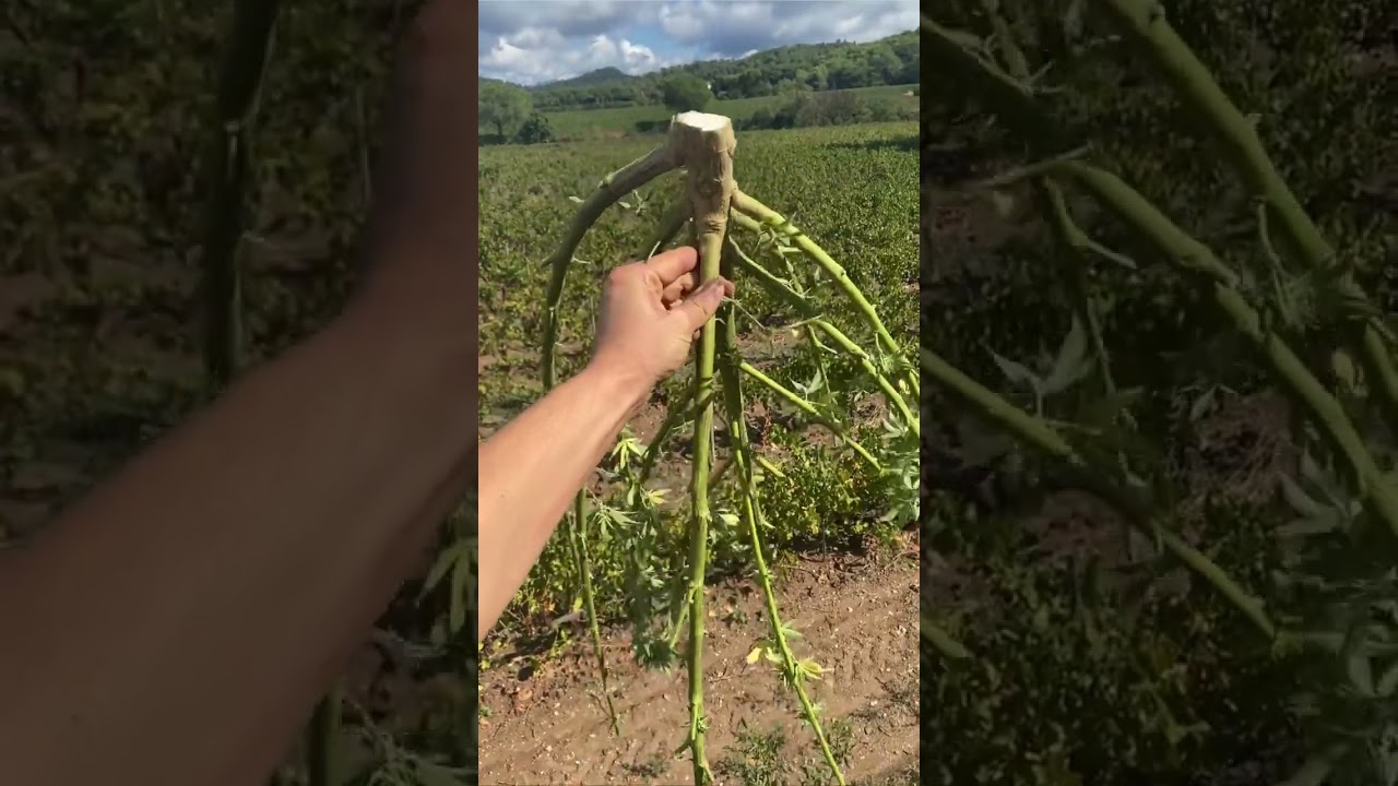 récolte de fleur de CBD dans le Var