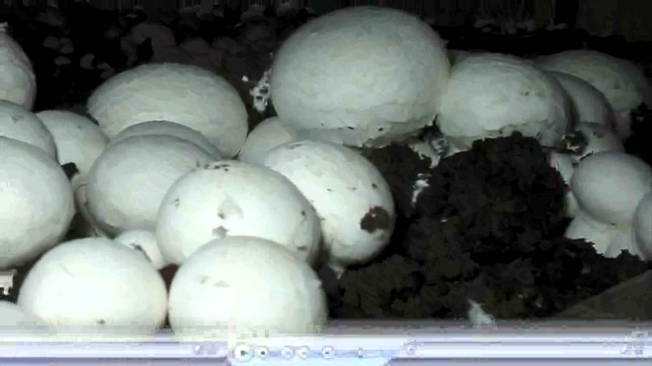 How To Grow Mushrooms At Home 