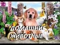 Домашние животные