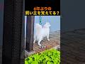 6年ぶりの飼い主を覚えてる？