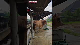 Pesona Crossing Sapi Gerobakan #margolembu #sapijumbo #sapi #setiafarm #sapilampung