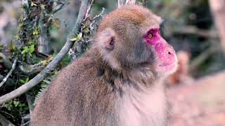 wildlife 8k Moments with Animals #animallovers #cuteanimals #4k