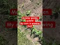 Monday garden update