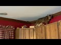 Abyssinian Cat - Dino  A minute of Morning Mischief!  😼 の動画、YouTube動画。