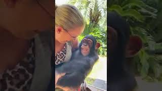 TICKLE FIGHT WITH A BABY CHIMPANZEE