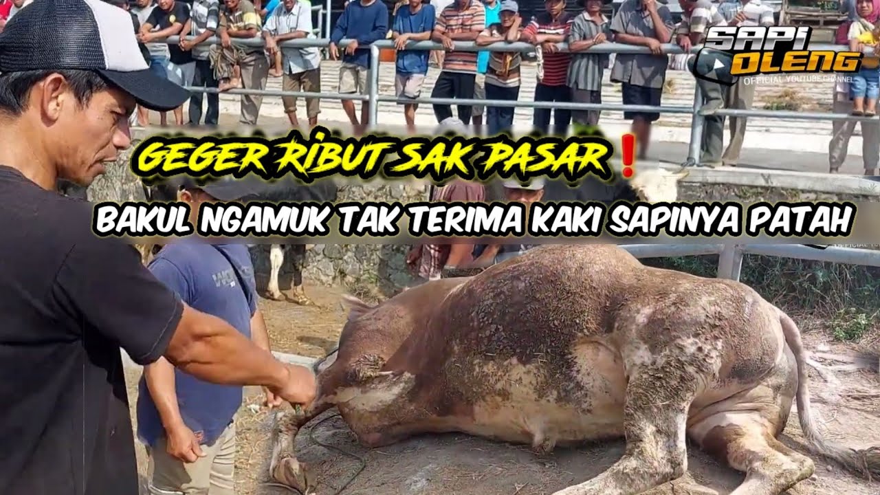 Geger ribut sak pasar❗️Sapi super kakinya patah pemiliknya ngamuk²