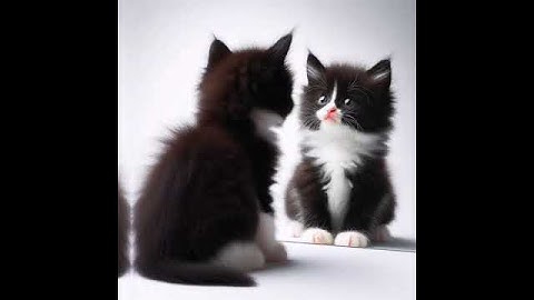 The cat saw himself in the mirror and got scared.black & white cat #socutecat  #aiartanimation