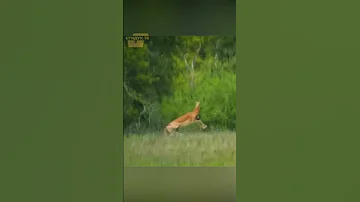 Олень напал на скунса.