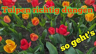 Tulpen richtig düngen für eine schöne Blüte - So dünge ich meine Tulpen