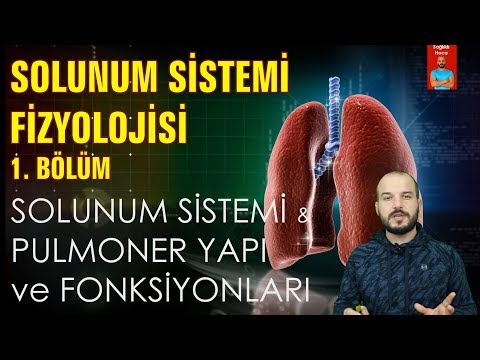 Solunum Sistemi Fizyolojisi - Pulmoner Yapı ve Fonksiyonları